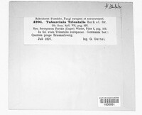 Tuburcinia trientalis image